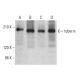western blotting image from recommended tuberin (B-5) monoclonal antibody replacement. Image 378450