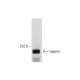 tuberin Antibody (E-9) - Western Blotting - Image 318595 