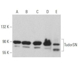 TudorSN Antibody (E-11) - Western Blotting - Image 364069 