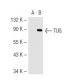 TUG Antibody (4A11A6G11) - Western Blotting - Image 44904