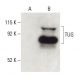 TUG Antibody (4A11A6G11) - Western Blotting - Image 399487 