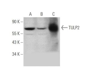 TULP2 Antibody (F-1) - Western Blotting - Image 344064 
