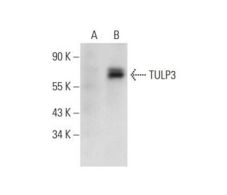 TULP3 Antibody (G-4) - Western Blotting - Image 331163