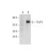 TULP3 Antibody (G-4) - Western Blotting - Image 331163
