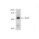 TULP3 Antibody (H-10) - Western Blotting - Image 295791 