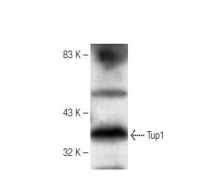 Tup1 Antibody (Clone 10) - Western Blotting - Image 67415