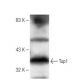 Tup1 Antibody (Clone 10) - Western Blotting - Image 67415