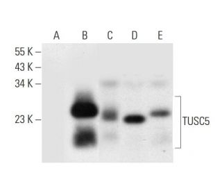 TUSC5 Antibody (C-5) - Western Blotting - Image 314117 