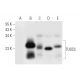 TUSC5 Antibody (C-5) - Western Blotting - Image 314117 