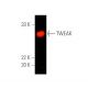 western blotting image from recommended TWEAK (MTW-1) monoclonal antibody replacement. Image 391018