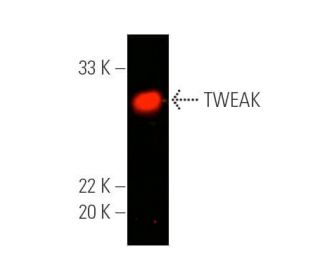 TWEAK Antibody (MTW-1) - Western Blotting - Image 391018Each CRISPR/Cas9 Knockout (KO) Plasmid product consists of a pool of 3 plasmids designed to ensure identification and cleavage of a specific gene for maximum knockout efficiency. Each plasmid encodes a unique 20 nt sequence derived from the GeCKO (v2) library.