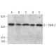TWIK-2 Antibody (H-6) - Western Blotting - Image 378169 