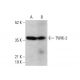 TWIK-2 Antibody (H-6) - Western Blotting - Image 378177