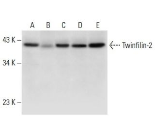 Twinfilin-2 Antibody (B-6) - Western Blotting - Image 308052 