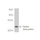 Twinkle Antibody (1C5) - Western Blotting - Image 350238