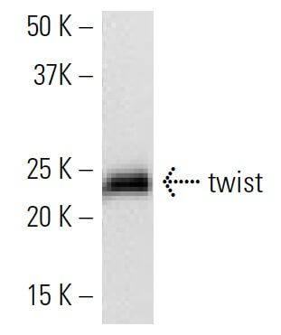 twist-antibody-h-81-western-