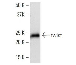 western blotting image from recommended twist (Twist2C1a) monoclonal antibody replacement. Image 16826