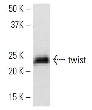 twist Antibody (N-19) | SCBT - Santa Cruz Biotechnology