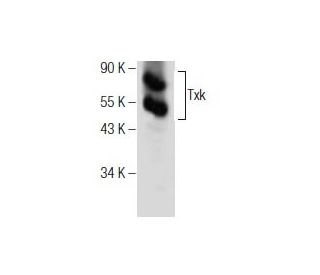Txk Antibody (B-2) - Western Blotting - Image 282434
