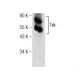 Txk Antibody (B-2) - Western Blotting - Image 282434