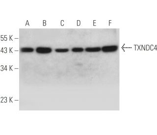 TXNDC4 Antibody (H-11) - Western Blotting - Image 346444 