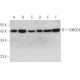 TXNDC4 Antibody (H-11) - Western Blotting - Image 346444 