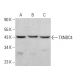 TXNDC4 Antibody (H-11) - Western Blotting - Image 383228 
