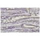 TXNDC4 Antibody (Y-19) - Immunohistochemistry - Image 36089