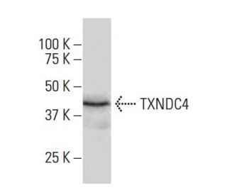 TXNDC4 Antibody (Y-19) - Western Blotting - Image 33970 