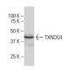 TXNDC4 Antibody (Y-19) - Western Blotting - Image 33970 