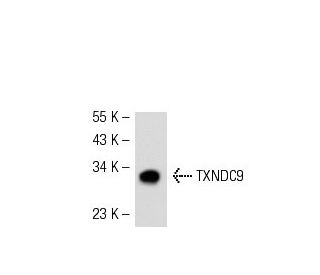 TXNDC9 Antibody (39-R) - Western Blotting - Image 54135 