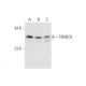 TXNDC9 Antibody (C-8) - Western Blotting - Image 332730