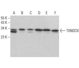 TXNDC9 Antibody (C-8) - Western Blotting - Image 383967 