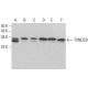 TXNDC9 Antibody (C-8) - Western Blotting - Image 383967 