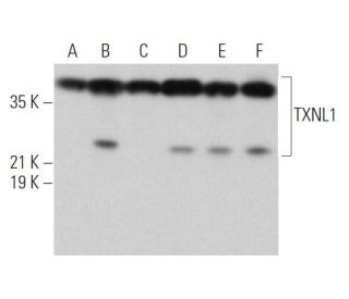 TXNL1 Antibody (D-5) - Western Blotting - Image 374836 