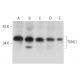 TXNL1 Antibody (F-6) - Western Blotting - Image 344575