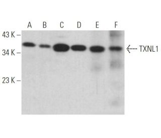 TXNL1 Antibody (F-6) - Western Blotting - Image 371115 