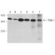 TXNL1 Antibody (F-6) - Western Blotting - Image 371115 