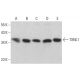 TXNL1 Antibody (F-6) - Western Blotting - Image 378211 