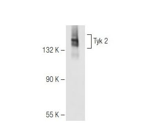 Tyk 2 Antibody (H-4) - Western Blotting - Image 83977 