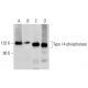 Type I 4-phosphatase Antibody (D-10) - Western Blotting - Image 289865 