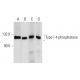 Type I 4-phosphatase Antibody (E-2) - Western Blotting - Image 289864