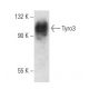 Tyro3 Antibody (1C11E8) - Western Blotting - Image 358435