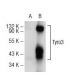 Tyro3 Antibody (A-7) - Western Blotting - Image 72849