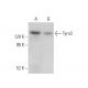 Tyro3 Antibody (A-7) - Western Blotting - Image 373472 