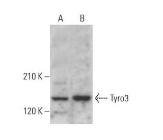 Tyro3 Antibody (B-4) - Western Blotting - Image 385280 