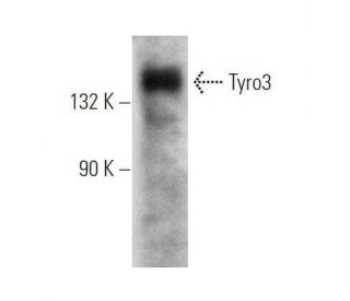western blotting image from recommended Tyro3 (A-7) monoclonal antibody replacement. Image 356301