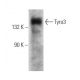 western blotting image from recommended Tyro3 (A-7) monoclonal antibody replacement. Image 356301