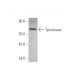 Tyrosinase Antibody (B-3) - Western Blotting - Image 349963