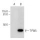 TYW5 Antibody (F-1) - Western Blotting - Image 288941 